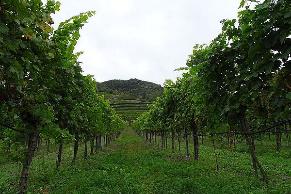 Weintraubenplantage