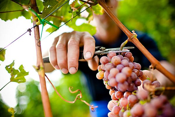 Arbeiten auf der Weintraubenplantage